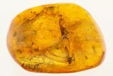 Detailed Fossil Lacewing (Nevrorthidae) In Baltic Amber #272663-1